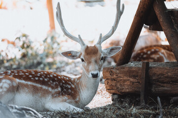 Gamo Parque Faunístico Lacuniacha