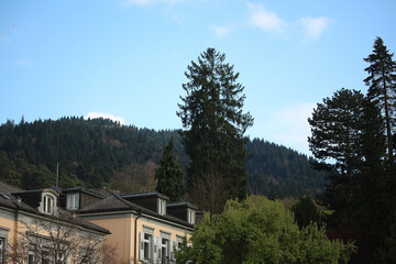 Enjoying the sights and smells of the pines and flower's in the parks around Badenweiler in the Black forest, Southern Germany