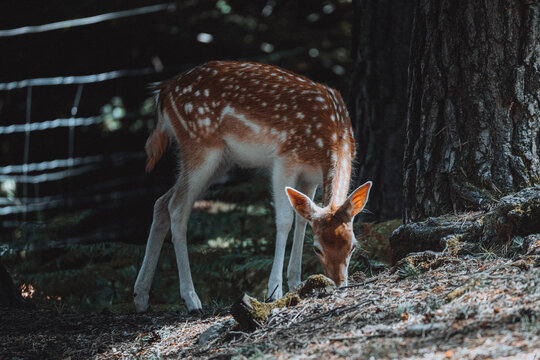 Gamo Parque Faun&iacute;stico Lacuniacha