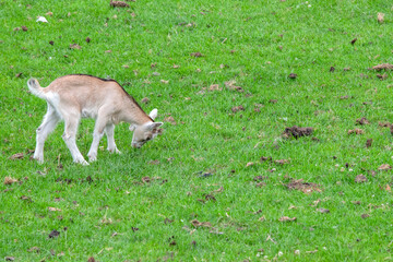 Naklejka na ściany i meble Close Up Of A Young Goat Running On The Grass