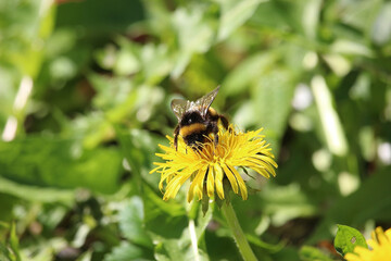 Small furry bees extracting pollen from the bright, colourful plants in Badenweiler, Germany, near the black forest in spring