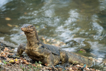 Monitor lizard or Varanus