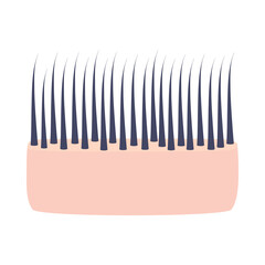 Normal hair thickness type. Skin cross-section with thin strands. Anatomical structure linear scheme. Medical and beauty concept. Vector illustration.