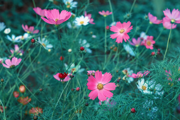 Pink and white wildflowers growing on meadow in spring time. Beautiful landscape with flowers on field.