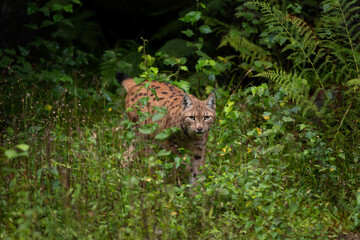 Eurasian lynx in the european forest. Hidden cat in the spring season. Lynx kitten in the bushes. Czech nature. The spotted biggest european cat.