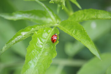 Small creatures exploring the macro wilderness of gardens in Hertfordshire, England