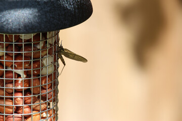 Small and delicate, brown, damsel flies attempting to evade spiders and hanging from surfaces within the garden in Hertford, Hertfordshire, England
