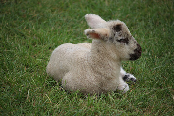 Obraz premium Livestock under the cool early spring sun in the fields of Hertfordshire in southeast england
