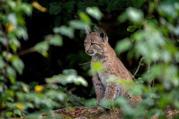 Eurasian lynx in the european forest. Hidden cat in the spring season. Lynx kitten in the bushes. Czech nature. The spotted biggest european cat.