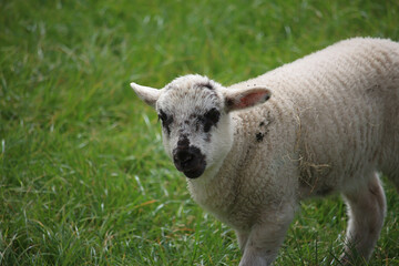 Livestock under the cool early spring sun in the fields of Hertfordshire in southeast england