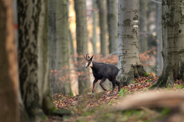 Chamois in the winter oak forest. Wild goat in european wood. Chamois with the offspring. Czech nature. Black and white goat with small horns among the trees. 