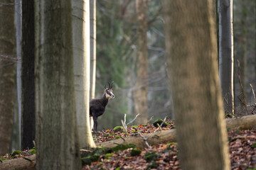 Chamois in the winter oak forest. Wild goat in european wood. Chamois with the offspring. Czech nature. Black and white goat with small horns among the trees. 