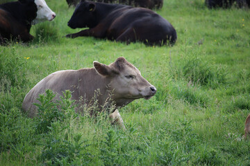 Fototapeta premium Livestock under the cool early spring sun in the fields of Hertfordshire in southeast england