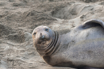 Elepant seal laying on the beach at Elephant Seal Vista Point, San Simeon