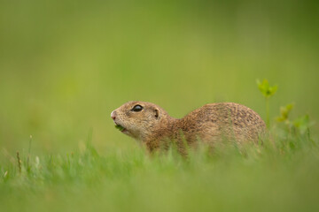 Naklejka na ściany i meble European ground squirrel on the spring meadow. Ground squirrel is peeping from the grass. European nature. Small brown rodent live in the big groupe. 