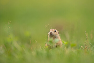 European ground squirrel on the spring meadow. Ground squirrel is peeping from the grass. European nature. Small brown rodent live in the big groupe. 