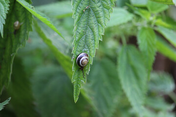 Small creatures exploring the macro wilderness of gardens in Hertfordshire, England