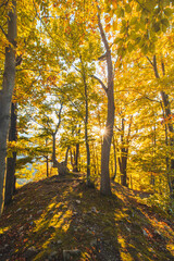 Orange and yellow warm sun illuminates the orange-red forest and forest path. Domasinsky meander, Zilinsky region, Slovakia. Autumn colourful forest. October and november