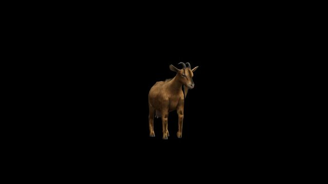 Farm Animal Goat Transparent Alpha Animation
