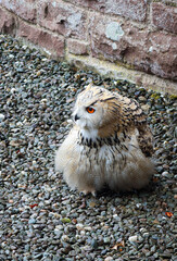 owl on the rocks