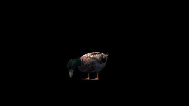 Farm Animal Duck Transparent Alpha Animation