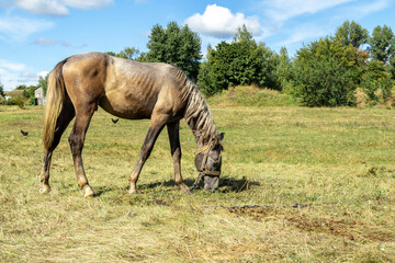 Obraz na płótnie Canvas A horse eats grass in a field. A horse on a pasture. A horse grazes on a grassy field