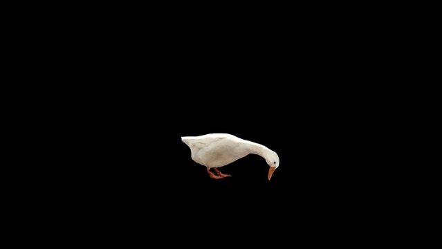 Farm Animal Goose Transparent Alpha Animation