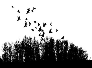 Vector illustration, silhouette of flying birds and tree branches, freedom. Forest and flying birds.