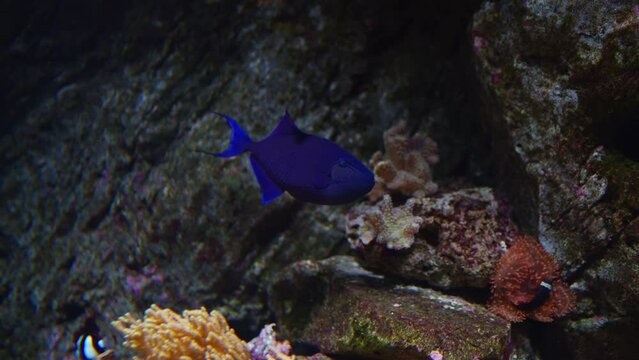 Redtoothed triggerfish (Odonus niger) swimming by a large rocky coral reef - tracking