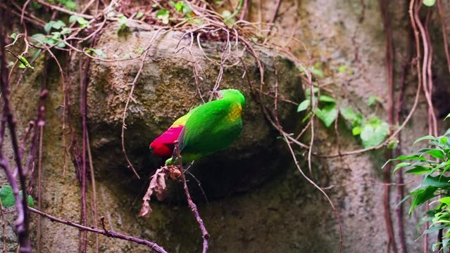 Yellow-throated Hanging Parrot (Loriculus Pusillus) Climbing on Climber Plant Twigs - tracking