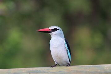 Woodland Kingfisher