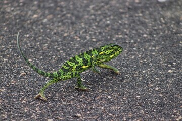 Chameleon 