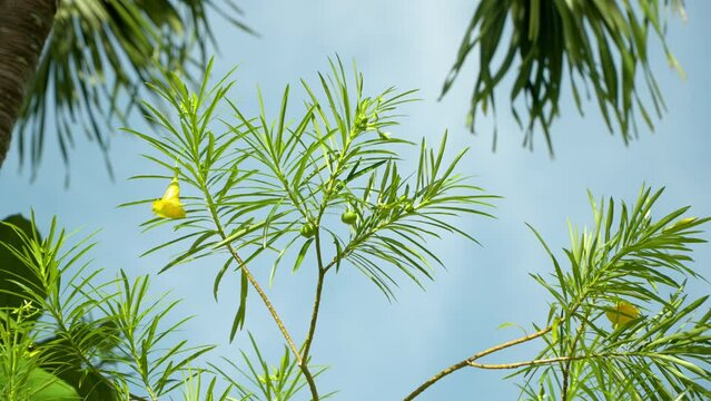 Cascabela Thevetia Evergreen Tropical Shrub Tree Branches with Yellow Flower and Green Fruit Against Blue Sky