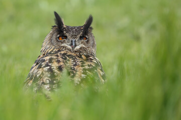A portrait of an adult Eurasian Eagle Owl resting in a meadow
