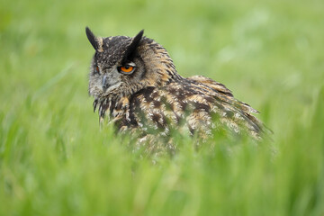 A portrait of an adult Eurasian Eagle Owl resting in a meadow
