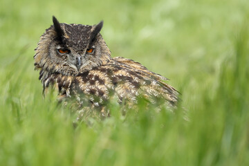 A portrait of an adult Eurasian Eagle Owl resting in a meadow
