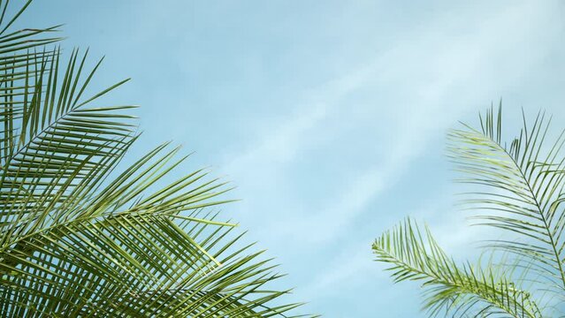 Palm Leaves Swaying in Breeze on Sky Background