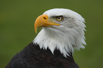 A portrait of a Bald Eagle against a green background
