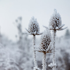 Obraz premium Wild teasel (Dipsacus fullonum) covered with a frost. Sqaure format. Austria, Vienna