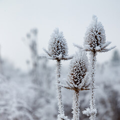 Wild teasel (Dipsacus fullonum) covered with a frost. Sqaure format. Austria, Vienna