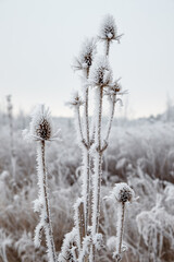 Wild teasel (Dipsacus fullonum) covered with a frost. Vertical format. Austria, Vienna
