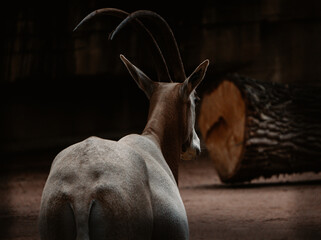 zoo