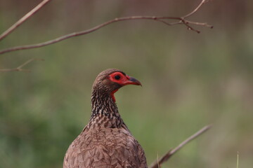 pheasant in the grass