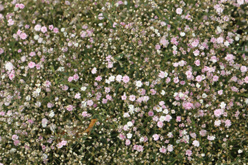 Close up of perennial herb (Gypsophila) with white and rosa flowers.