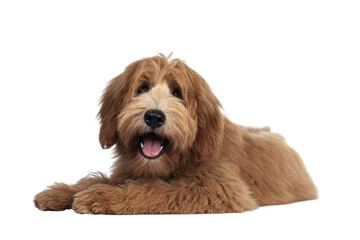 Cute red / abricot Australian Cobberdog / Labradoodle dog pup, laying down side ways. Mouth open, pink tongue out. Isolated on transparent background.