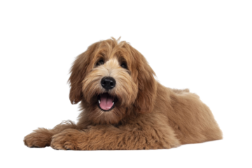 Cute red / abricot Australian Cobberdog / Labradoodle dog pup, laying down side ways. Mouth open, pink tongue out. Isolated on transparent background.
