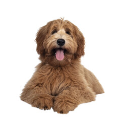 Adorable red / abricot Labradoodle dog puppy, laying down facing front, looking towards camera with shiny dark eyes. Isolated on transparent background. Mouth open showing tongue and cute head tilt