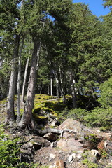green fir forest in the sunlight
