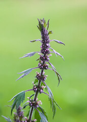 The Motherwort medical plant growing outdoors. Leonurus cardiac herb