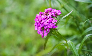 Obraz premium Flowers of a Turkish carnation plant. Beautiful fragrant pink flower.